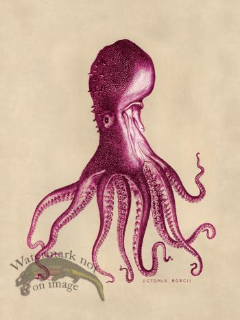 Octopus Pink 16